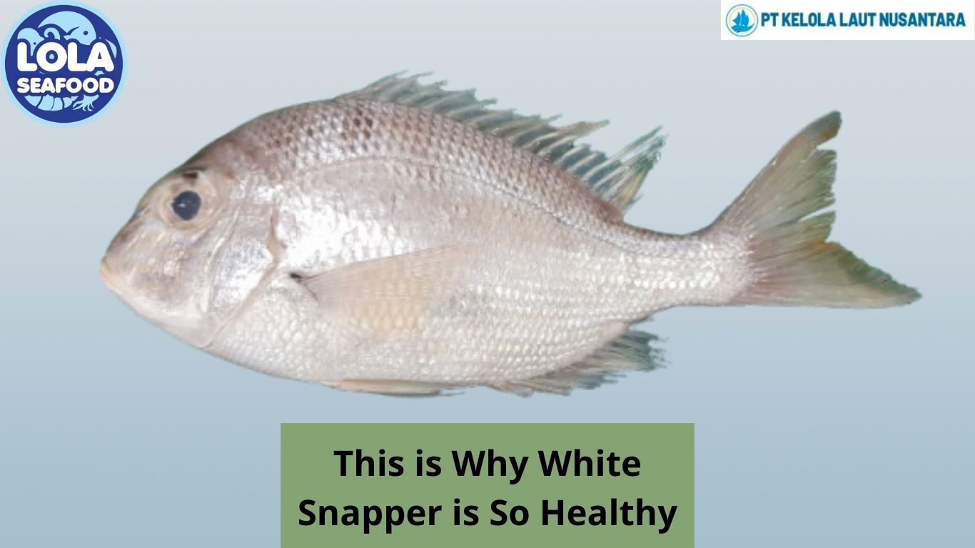 This is Why White Snapper is So Healthy